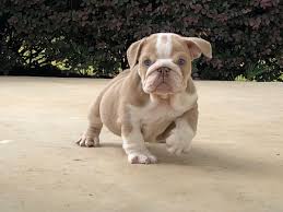We raise every one of our puppies with unmatched care and consideration. Low Country Bulldogs Lowcountryeb Twitter