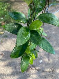 Image result for Pentas micrantha