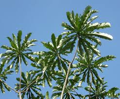 Image result for Anthocleista