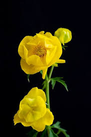 Black And Yellow Flowers Yellow Flower On Black Background A Family Of Ranunculaceae Yellow Flowers Flowers Black Backgrounds
