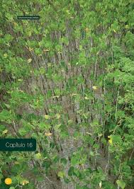 Image result for Zygophlebia villosissima