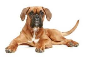 How big will my boxer puppy get calculator. Boxer Dog Heat Cycles The Female Boxer