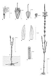 Image result for Striga gesnerioides