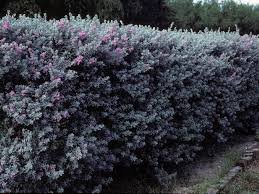 Texas Sage Austin Native Landscaping