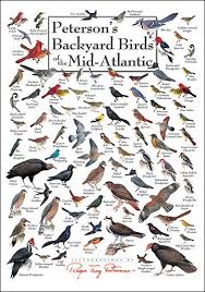 Mid Atlantic Backyard Birds Chart Birds Bird