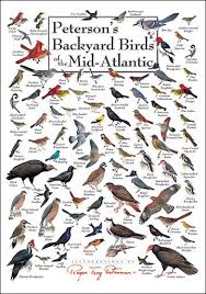 image result for bird identification chart washington state