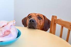 Can Dogs Eat Raw Chicken