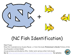 Nc Fish Identification Ppt Video Online Download