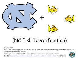 nc fish identification ppt video online download