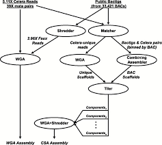 Human Genome Project Sequencing The Human Genome Learn