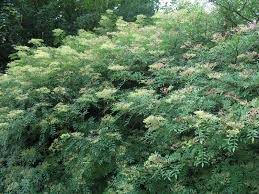Image result for Zanthoxylum sp. A