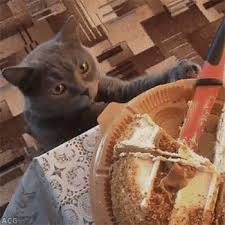 Other Funny Gifs Http Gif Tv Tumblr Com And Funny Youtube Video Https Www Youtube Com Watch V Qqkw5m0i Qc Goruntuler Ile Kedi Hayvanlar Hayvanlar Alemi