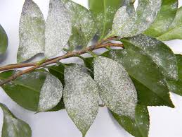 The leaves turn brown and shrivel up. Tea Scale American Camellia Society