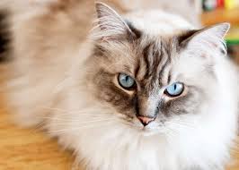 ‪The 10 Most Popular Cat Breeds in the World‬‏