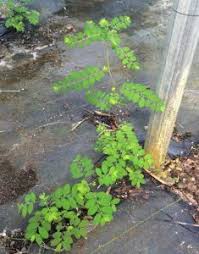 Image result for Phyllanthus parvus