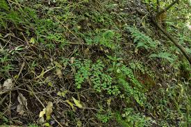 Image result for Adiantum poiretii
