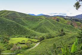To the west, it shares part of its border with perak. Boh Tea Plantation My Cup Of Tea In Cameron Highlands Malaysia The Poor Traveler Itinerary Blog