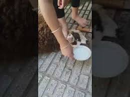حكم إدخال الأصبع في دبر الزوجة أثناء المعاشرة رجل يجامع زوجته بالحلال وأثناء الجماع يدخل إصبعه السبابة في دبرها من سبيل المداعبة لها علما أنها ترتاح لذلك كثيرا فما حكم الدين. Ø¨Ù†Ø§Øª Ù…Ø«ÙŠØ±Ø§Øª ØªØ°Ø¨Ø­ Ø§Ù„Ø¨Ø· Mp4 3gp Flv Mp3 Video Indir