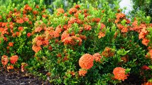 Image result for Ixora fastigiata