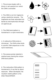Dna analysis intended to identify a species, rather than an individual, is called dna barcoding. Http Sctritonscience Com Wilson Biology Worksheets Unit 203 Lab 20dna 20fingerprint Pdf