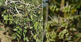 Image result for Erythrophleum