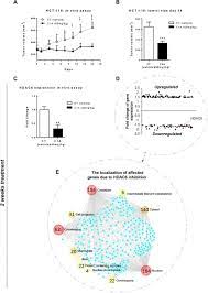 Novel Nuclear Role Of Hdac6 In Prognosis And Therapeutic Target For Colorectal Cancer Biorxiv