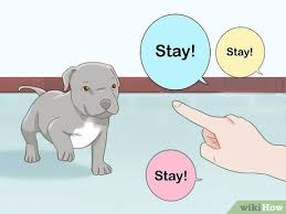 So much fun at this age. 3 Ways To Take Care Of A Pitbull Puppy Wikihow