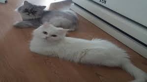 Cins Kedi Sahiplenme Ucretsiz