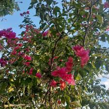 Check spelling or type a new query. Keratan Bunga Price Promotion Aug 2021 Biggo Malaysia