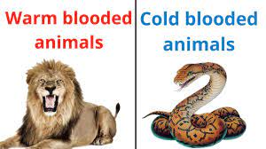 Cold blooded animals are capable of adjusting to the temperature of their environment, whereas warm blooded animals already have a temperature adjustment centre right in their bodies that keep them at a stable temperature of around 37 degrees celsius. Warm Blooded And Cold Blooded Animals In Hindi Difference Between Warm And Cold Blooded Animals Youtube