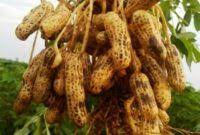 Kacang tanah, kedelai, kacang hijau, kacang merah dan. Hubungan Kacang Tanah Dengan Budaya Setempat