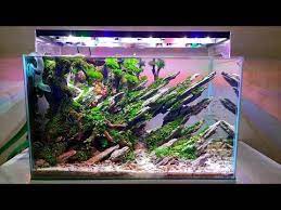 Pin On Aquascaping