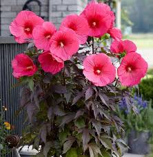 Image result for Hibiscus barbosae