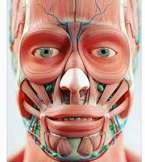 دلع بطنك T5ttq Twitter In 2021 Muscle Anatomy Facial Anatomy Medical Anatomy