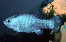 Image result for Cyphia mazoensis