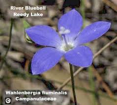 30) cm high, usually leafy for the greater part; Factsheet Wahlenbergia Fluminalis