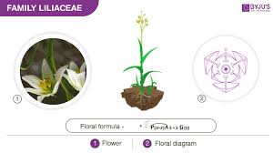 Image result for Liliaceae