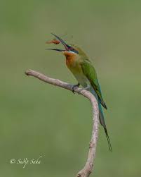 Did you scroll all this way to get facts about bluetailed bee eater? Sudip Saha Blue Tailed Bee Eater The Tosser Awesome Facebook