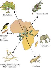 Image result for Agelanthus krausei