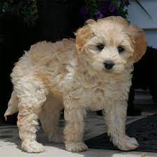 Doodles are a healthy breed of dogs due to hybrid vigor which means they are not prone to breed specific health problems.their loving and gentle temperament make them an ideal family pet. 1 Labradoodle Puppies For Sale In Michigan Uptown