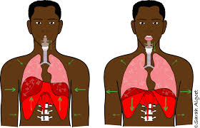 Protects your heart and lungs. Breath Voicescienceworks