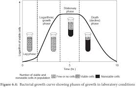 Both daughter cells from the division do not necessarily survive. Microbial Growth
