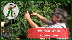 Wilden Wein Schneiden Und Entsorgen In 2020 Wilder Wein Wein Schneiden Wein