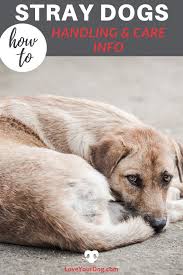 Pin On Dog Care Tips