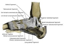 Ligaments and tendons are made of dense layered collagen fibers, called fibrous connective. Foot Ankle Anatomy Pictures Function Treatment Sprain Pain
