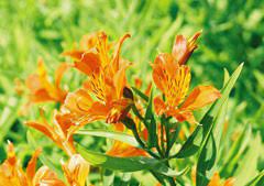 In questa pagina parleremo di la moltiplicazione dell'alstroemeria aurantiaca avviene per seme, a fine inverno, prima di essere interrati i semi. Alstroemeria Aurea Peruvian Lily Pfaf Plant Database