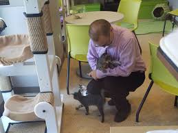 Ha began fostering strays, and developed a close relationship ms. Chicago S First Cat Cafe Is Now Open Eater Chicago