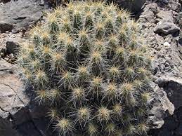 When planting this succulent type in a garden, make sure it gets sunlight. Echinocereus Enneacanthus Green Strawberry Hedgehog Cactus