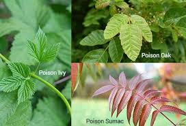 This photo shows a comparison of poison oak with real oak leaves. What Is The Difference Between Poison Ivy And Poison Oak