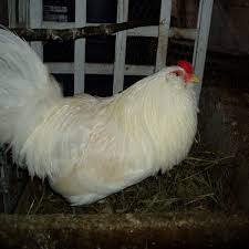 Jul 30, 2021 · speckled sussex temperament and disposition. Ameraucana Chickens And Easter Egg Chickens Pethelpful